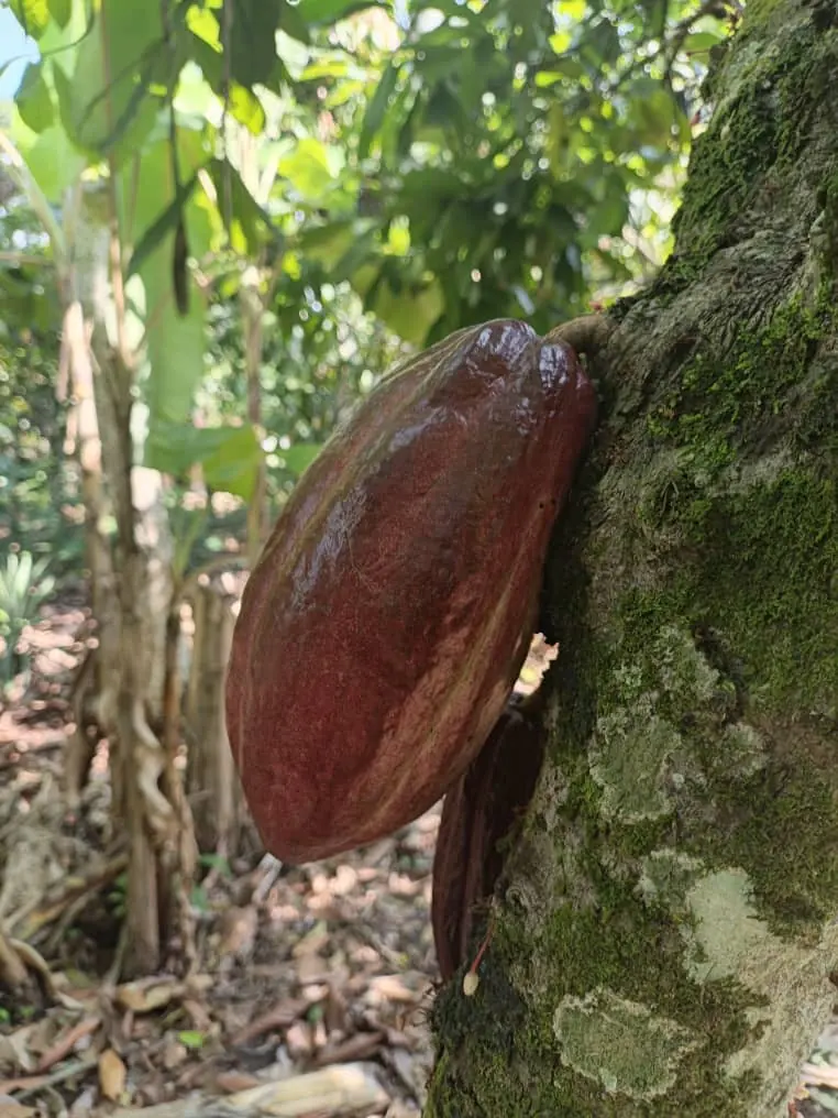 A single red cocoa pod on a mossy tree trunk