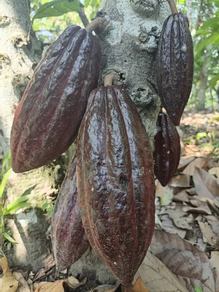 Ripe cocoa pods growing on a trunk