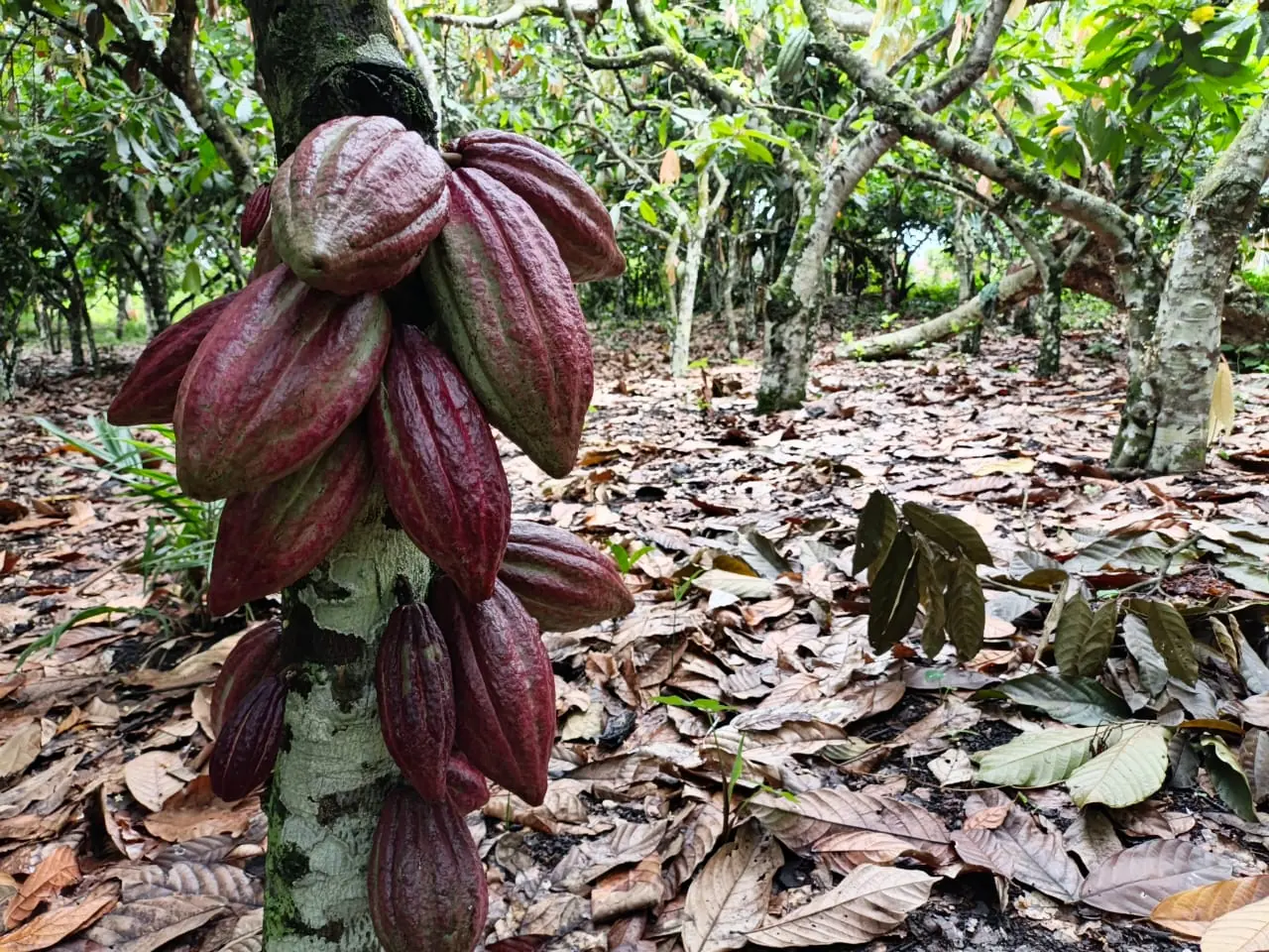 A cluster of ripe red cocoa pods on a trunk in a cocoa plot