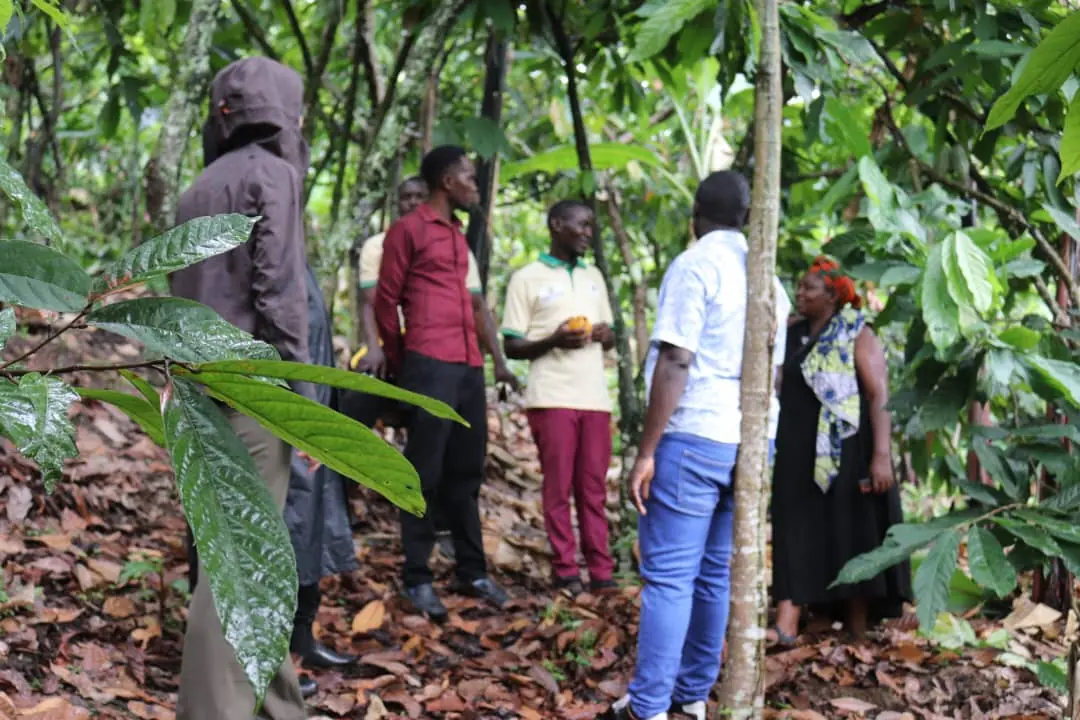 A group talking in a cocoa plot under the trees