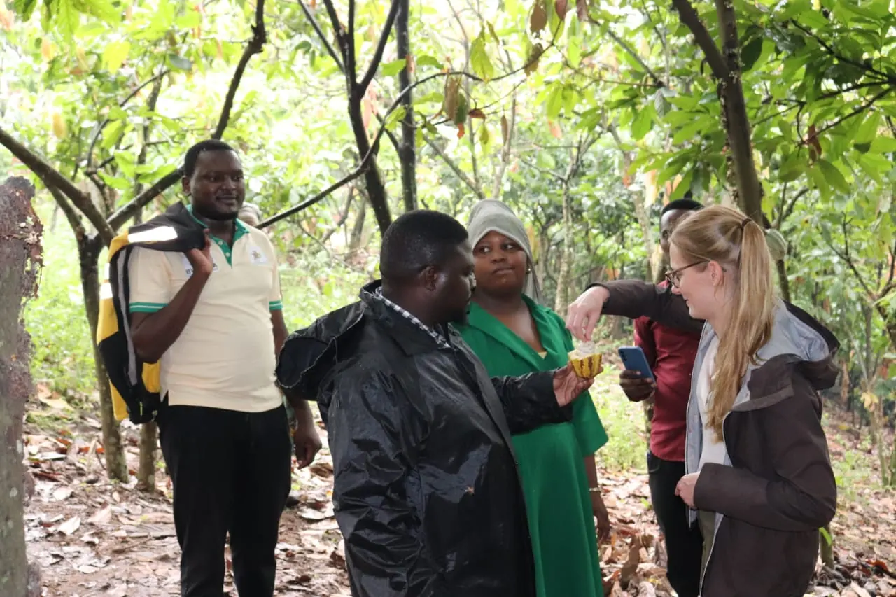 A farmer holding a cocoa pod open while a visitor and a colleague look on, with a phone in hand
