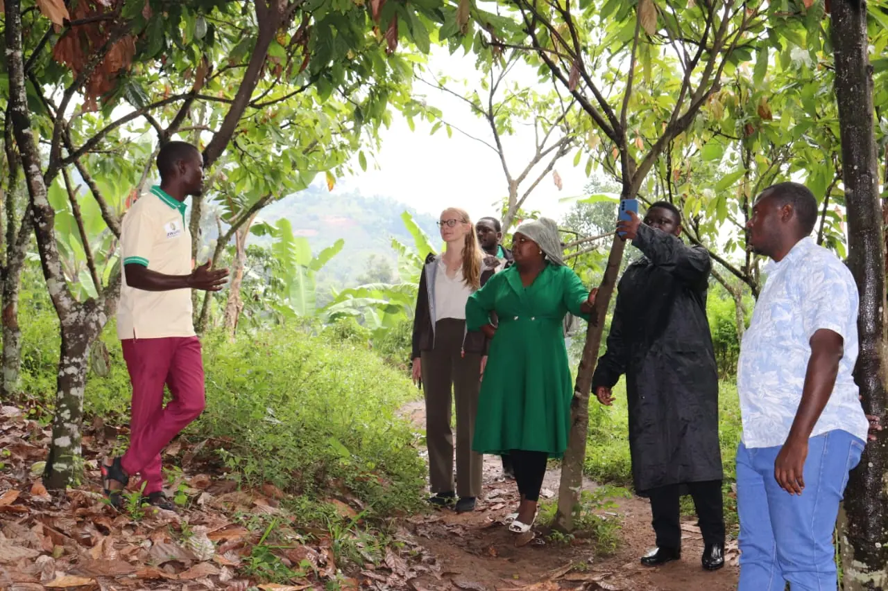Cooperative staff and visitors standing among cocoa trees while one person points up toward the hills