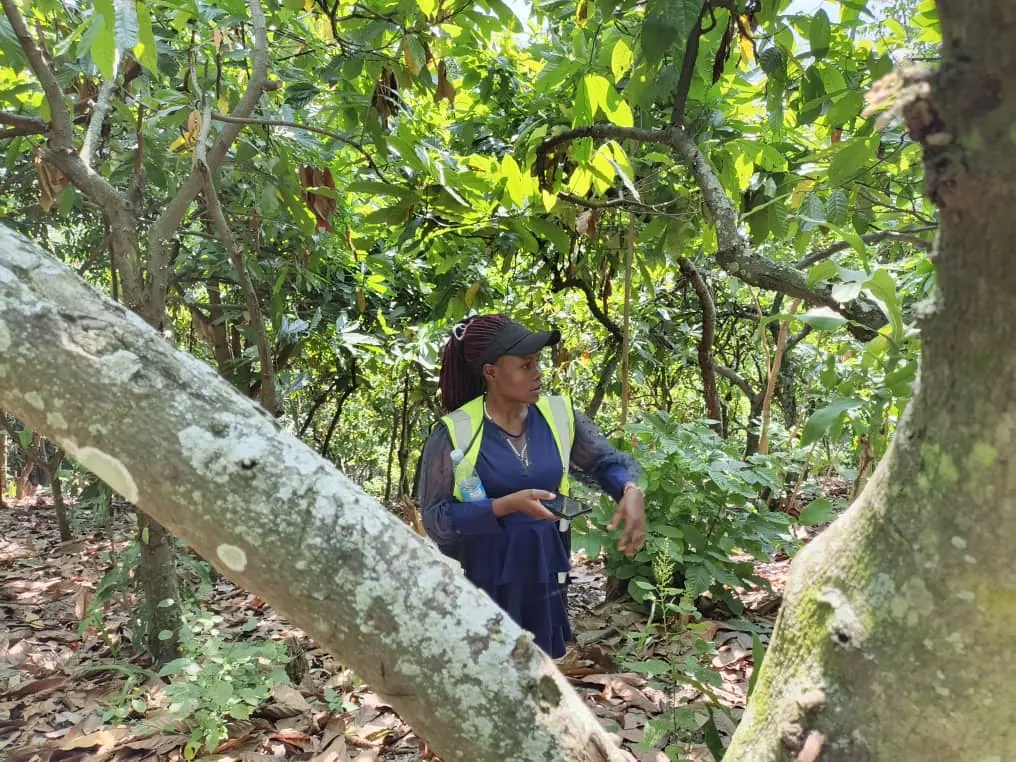 A field officer checking a phone between cocoa trees