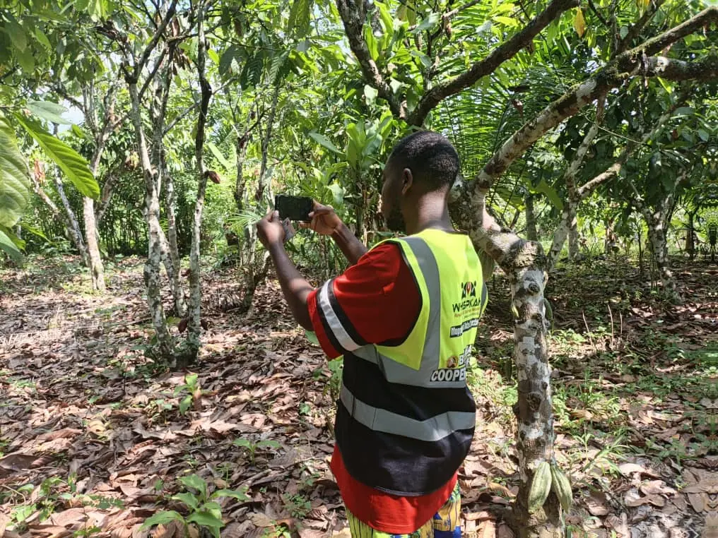 A field officer photographing a cocoa tree with a phone