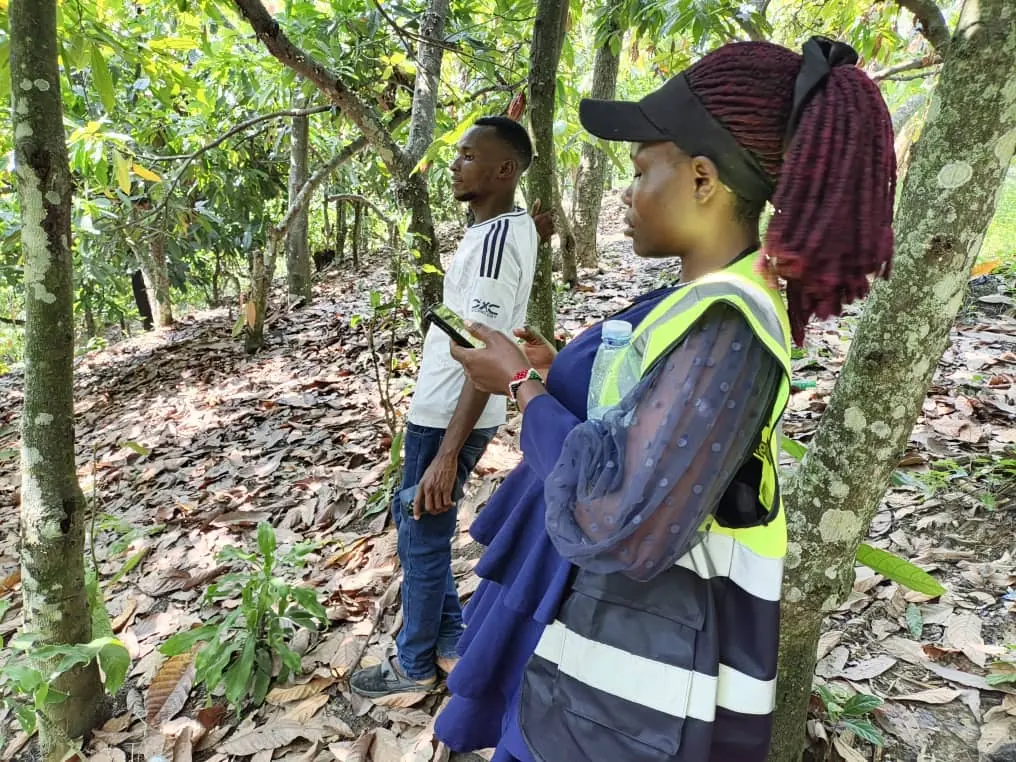 Two officers working together in a cocoa plot, one holding a phone