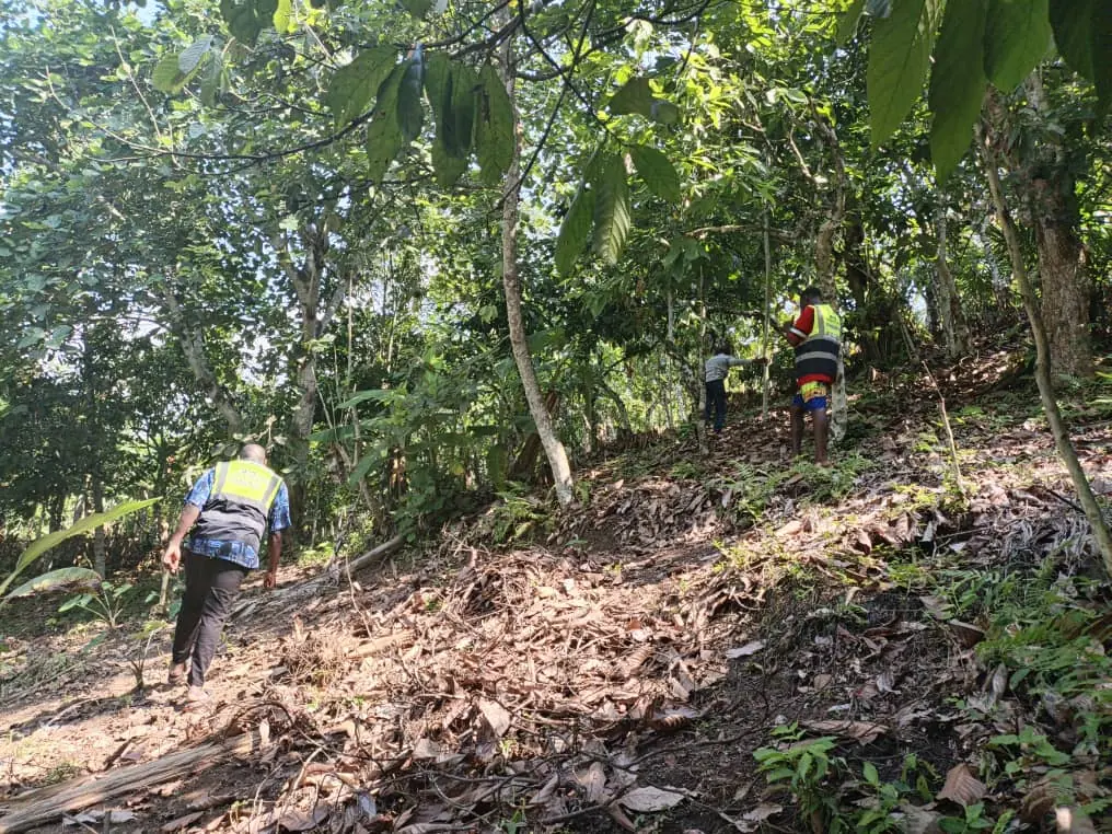 Two field officers walking up a leaf-covered slope through cocoa trees
