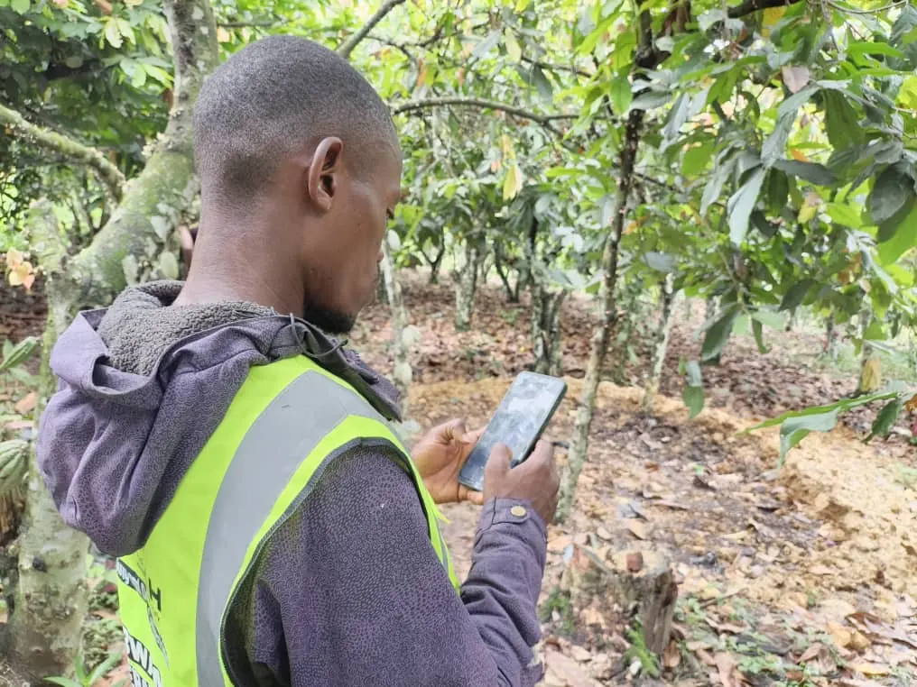 A field officer in a high-visibility vest holding a phone in a cocoa plot